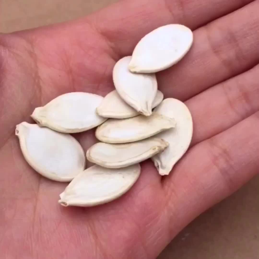 2019 Wholesale Hybrid F1 Giant Pumpkin Seeds For Growing Buy