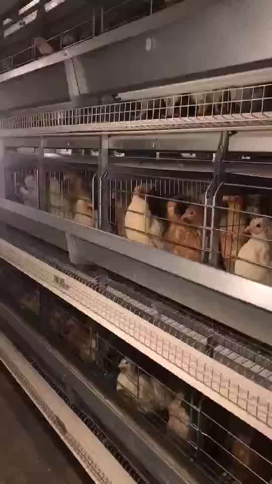Pakistan Poultry Farm Equipment 128birds Egg Laying Hens Battery
