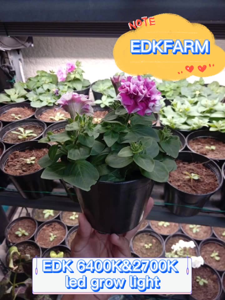 12inch 12w Plant Lamp Strip 6400k 2700k Indoor Agriculture