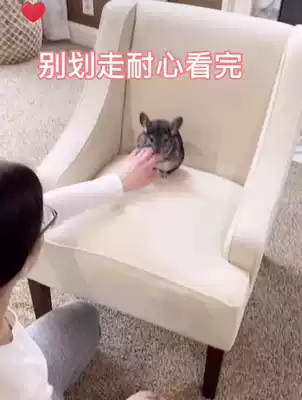 Home breeding live pet label Gray ChinChin Cubs live animal vaccine plush doll toy cute doll