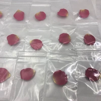 Mẫu thử cánh hoa Laduli laduree của Nhật Bản mẫu thử một cánh hoa 02 màu hồng - Blush / Cochineal má hồng dior