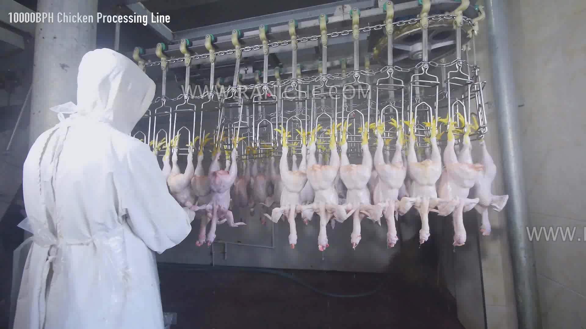 Chicken Abattoir Machine And Slaughtering Machine In The Poultry