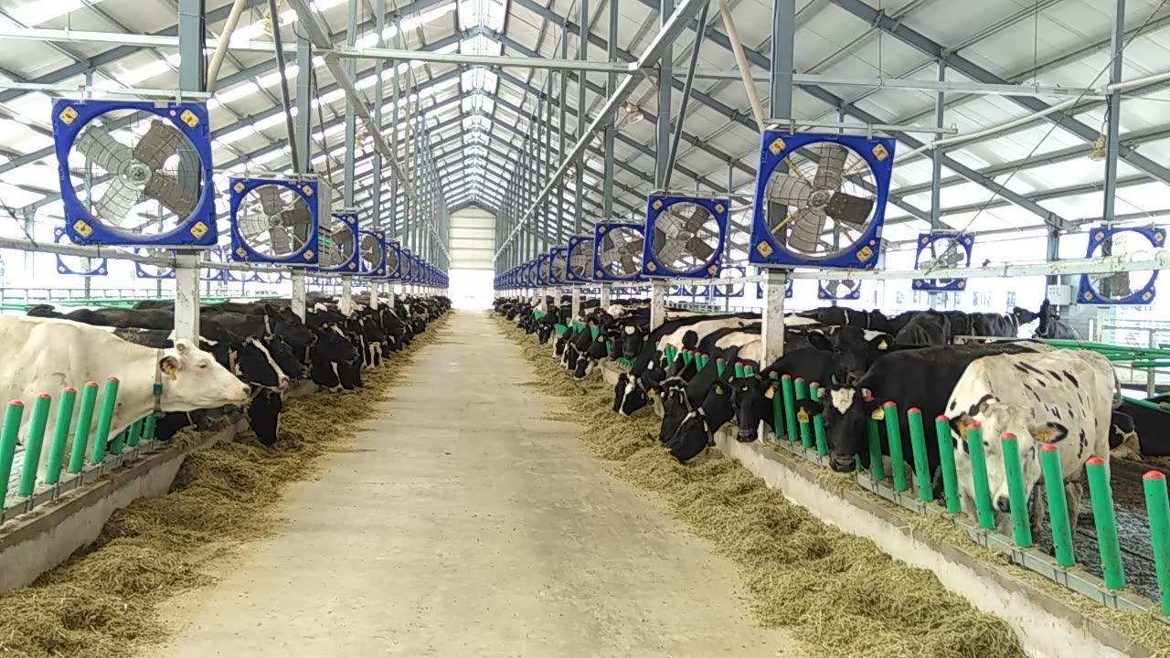 Dairy Farm Equipment Air Cooling Circulation Fan For Poultry Farm