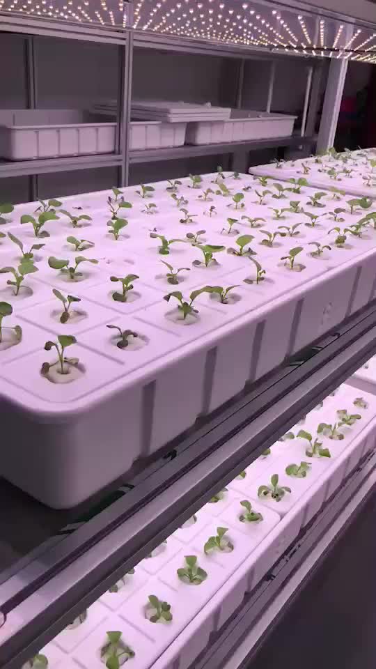 Vacuum Forming Plastic Growing Hydroponic Nursery Seeding Tray Plant