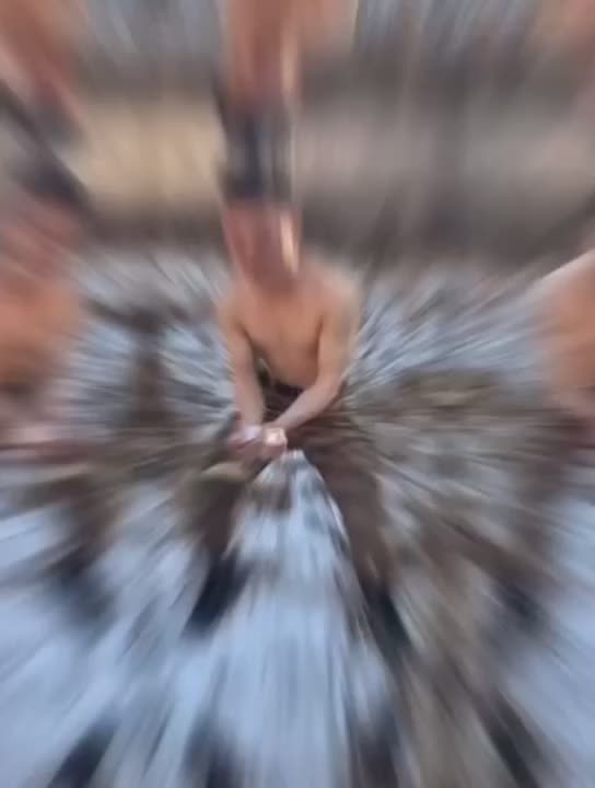 Special battle belt Outdoor belt Multi-functional tactical cowhide special forces double row hole double buckle copper head special battle belt