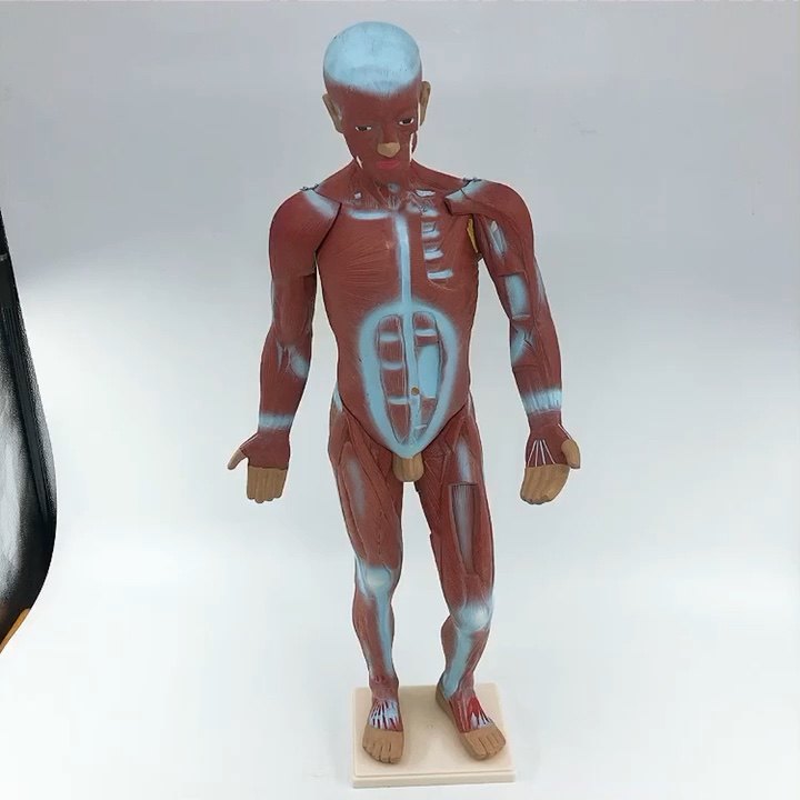 85cm Tall Medical Anatomical Muscle Model 5 Parts Human Muscle Model