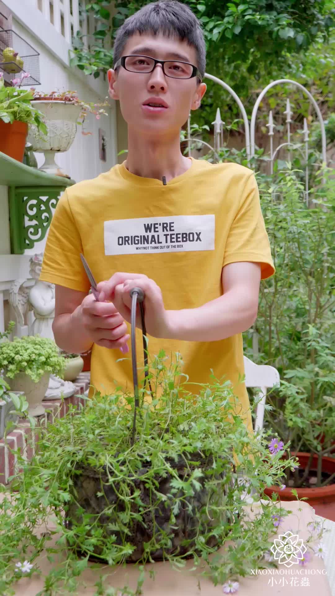 姬小菊越长越乱 如何让它紧凑有型 小小花蟲的我爱搜罗