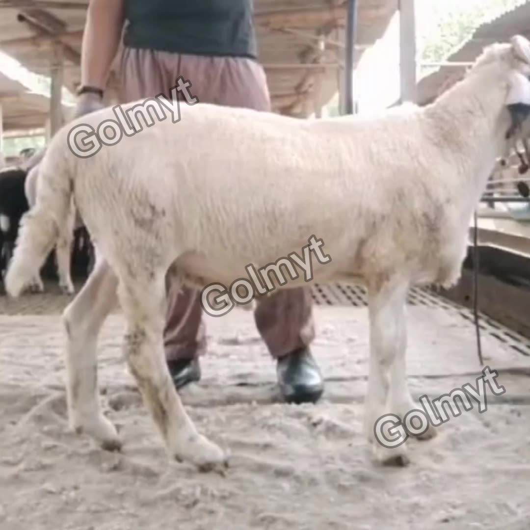 Hot Sale Electric Sheep Wool Shearing Machine Professional Sheep