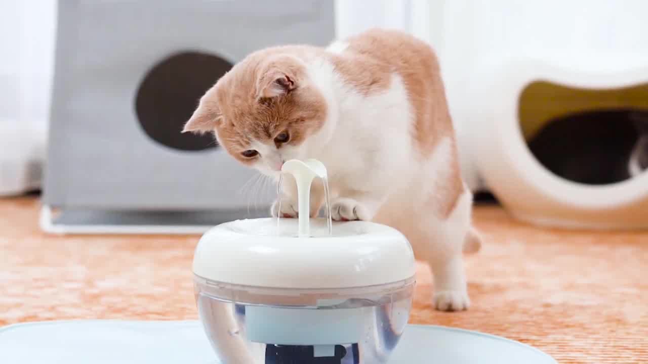 Sgs Ce Certified 1.5l Cat Drink Water Fountain Using A Powerful 5 Layer