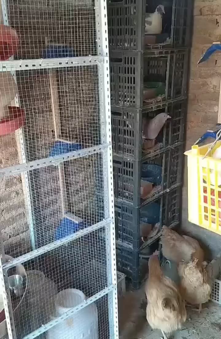 Pigeon Plastic Products Pigeon Bed Pigeon Nest Boxes Breeding Cage For