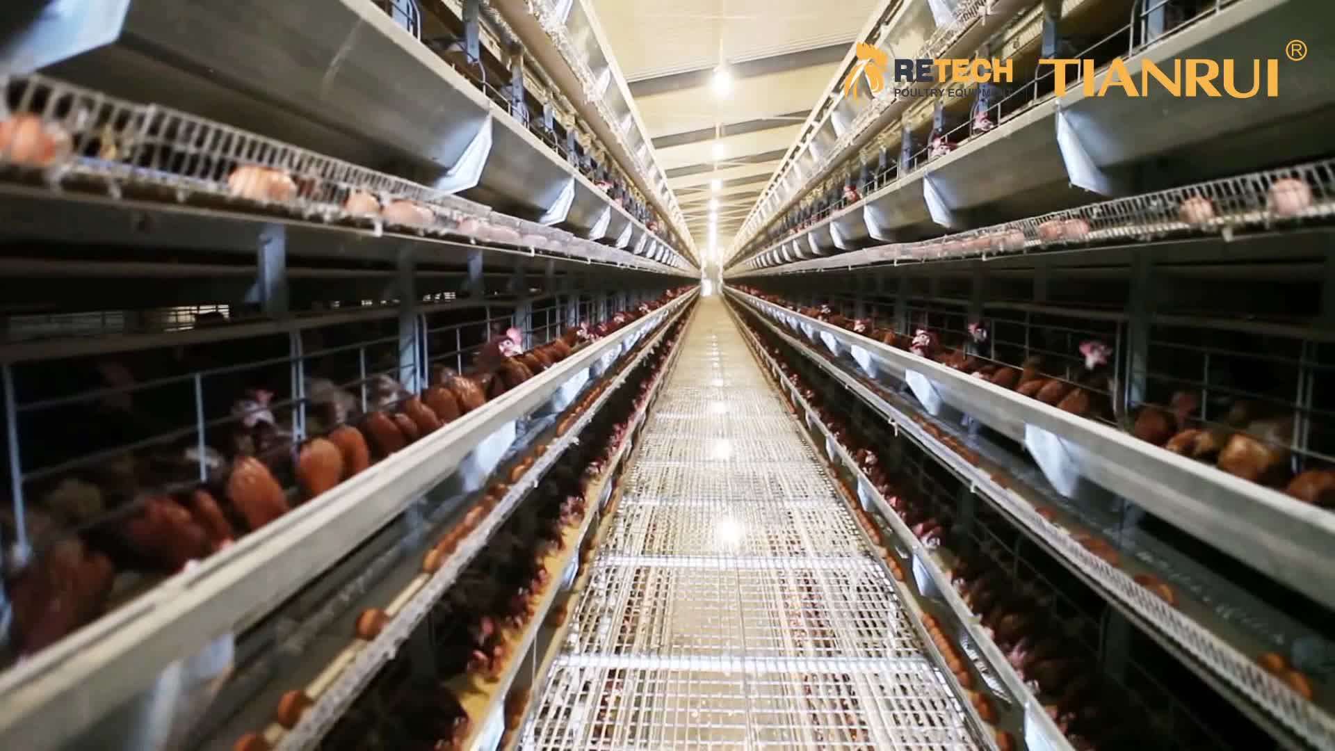 Chicken Factory Suppliers Poultry Layer Farm Equipment Automatic