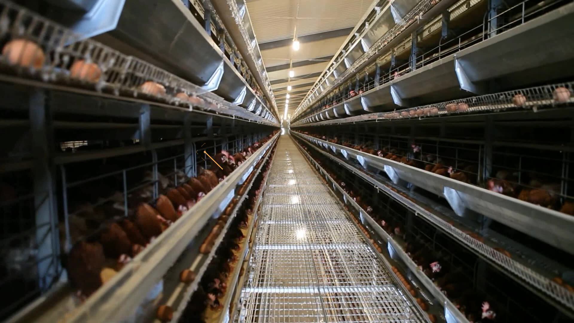 Automatic Poultry Farm Chicken Cage Egg Laying Hens Buy Chicken Cage