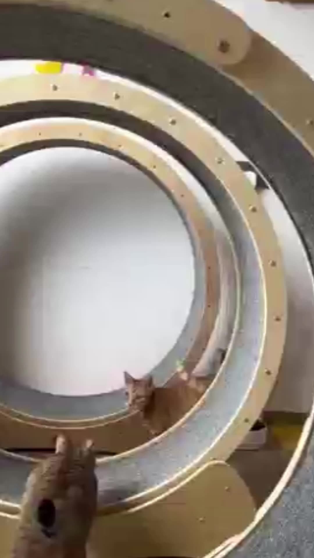 Cat Toys Circle Track For Household Interactive Pet Tread Exercise