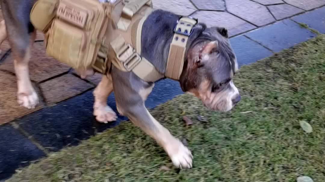 New Tactical Pitbull Harness Vest Large Military Dog Harness Vest Buy