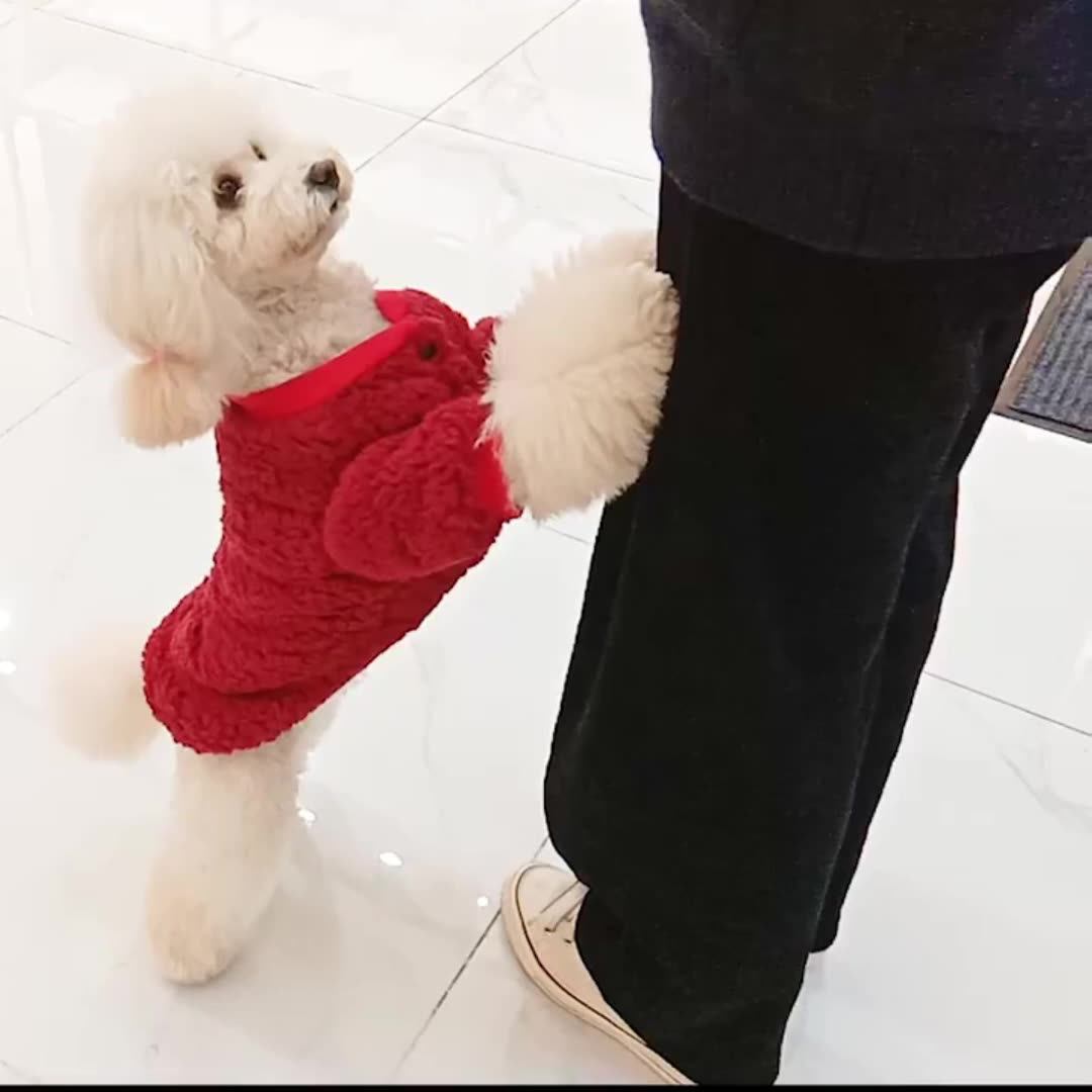 Do Sweaters Help Dogs With Anxiety