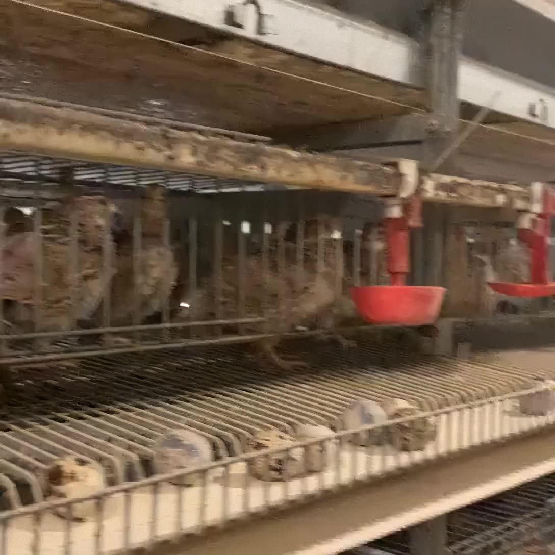 Quail Breeding Laying Equipment Commercial H Type Metal Quail Cages