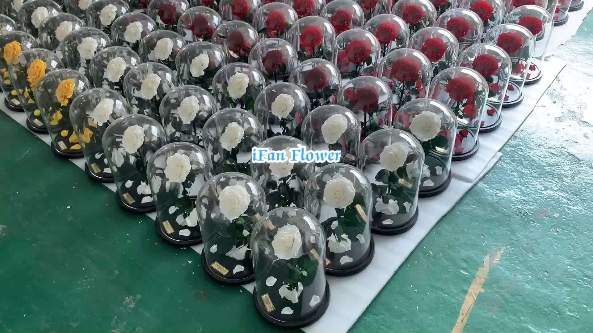 Japan Factory Ifan Flower Preserved Real Rose Flower In Glass Dome Best