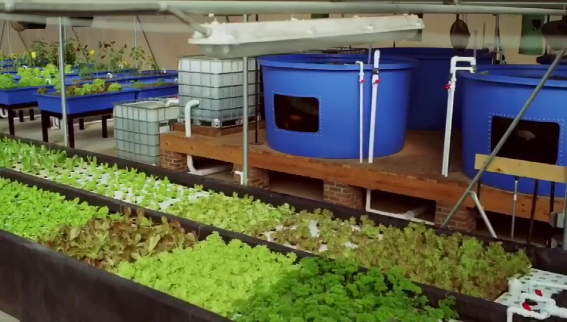 Aquaponic