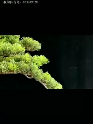 New Chinese style simulation welcoming pine cliff cypress bonsai Arhat pine dry landscape entrance indoor natural stump overall decoration