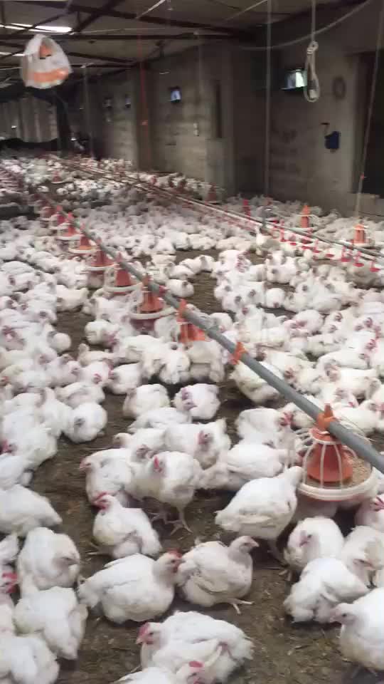 Kucuk Olcekli Tavuk Ciftligi Acmak Yeni Is Fikirleri