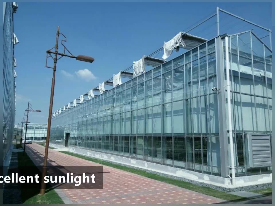 Venlo Greenhouse Glass Greenhouse Galvanized With Steel Frame