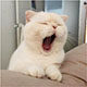 瞌睡猫宠食馆的LOGO
