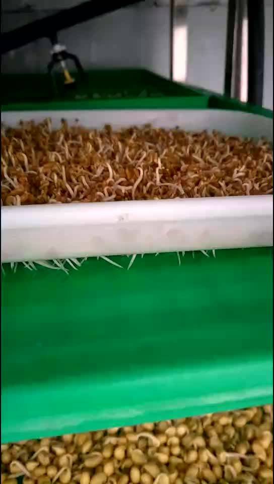Automatic Commercial Seed Sprout Tray Germination Chamber / Bean Sprout Machine Line Buy Bean