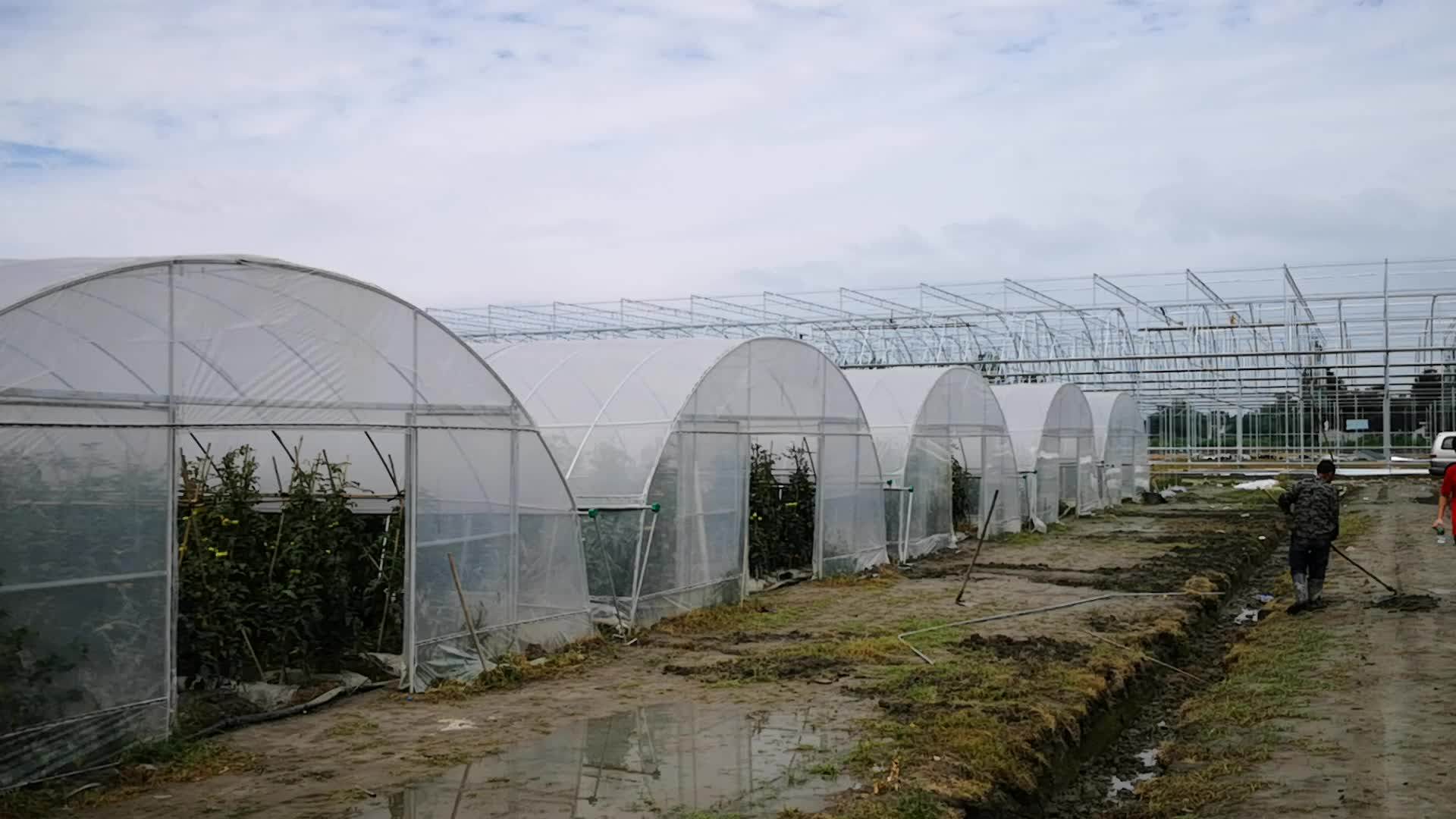 Low Cost Agriculture Plastic Film Tunnel Greenhouse Medical Growing