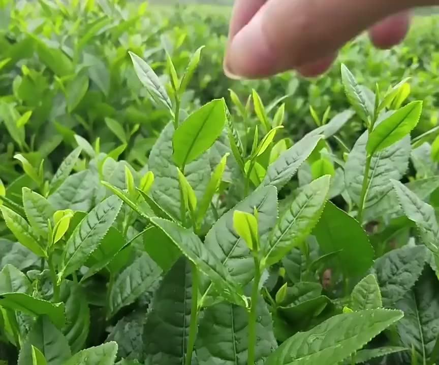 Wholesale Beauty Slimming Tea Dried Flower Mixed Herbal Blended Variety