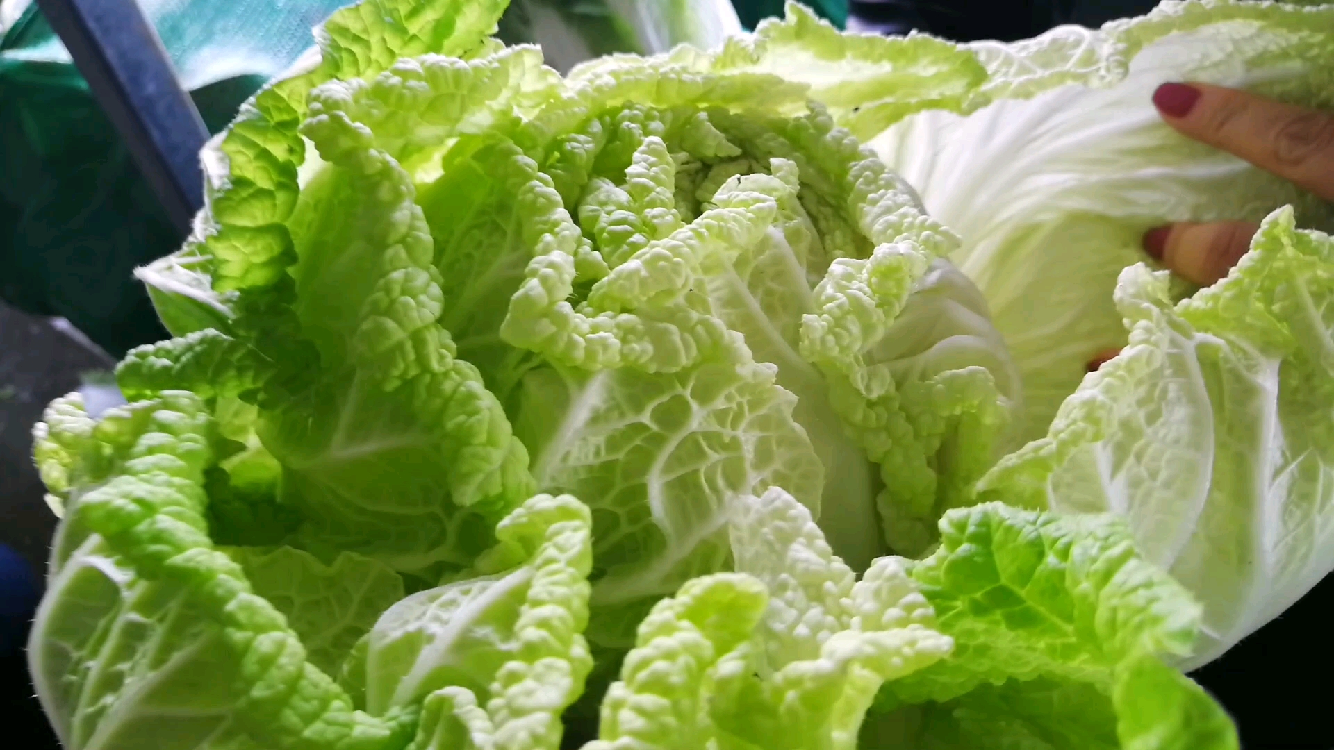 (hot) Fresh Cabbage Export South Korea/cabbage Buy Cabbage Seed,Green