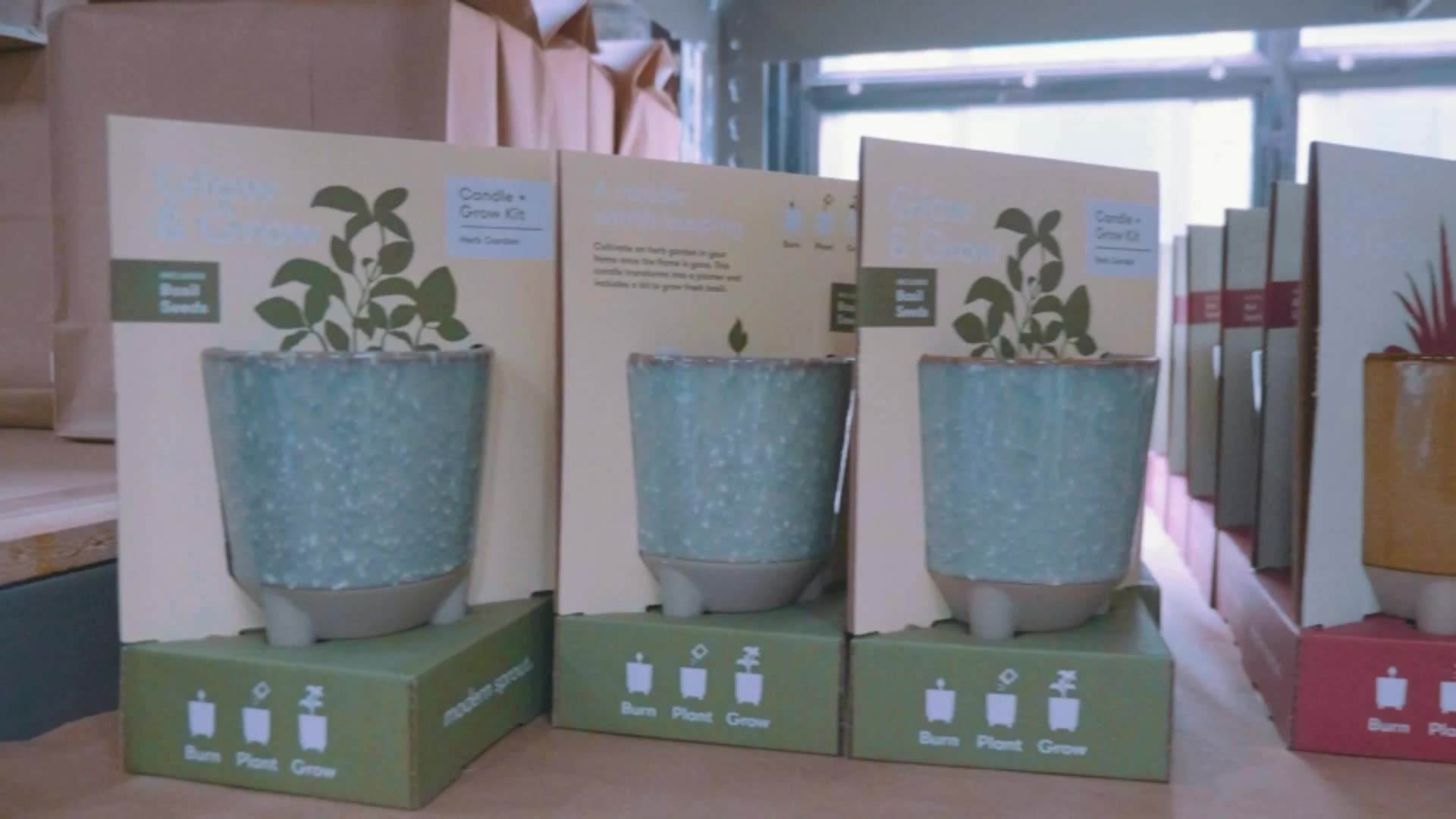 Deluxe Champagne Poppies Terracotta Grow Kit Clear For Garden Starter