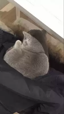 Jingtur's Cat Rations