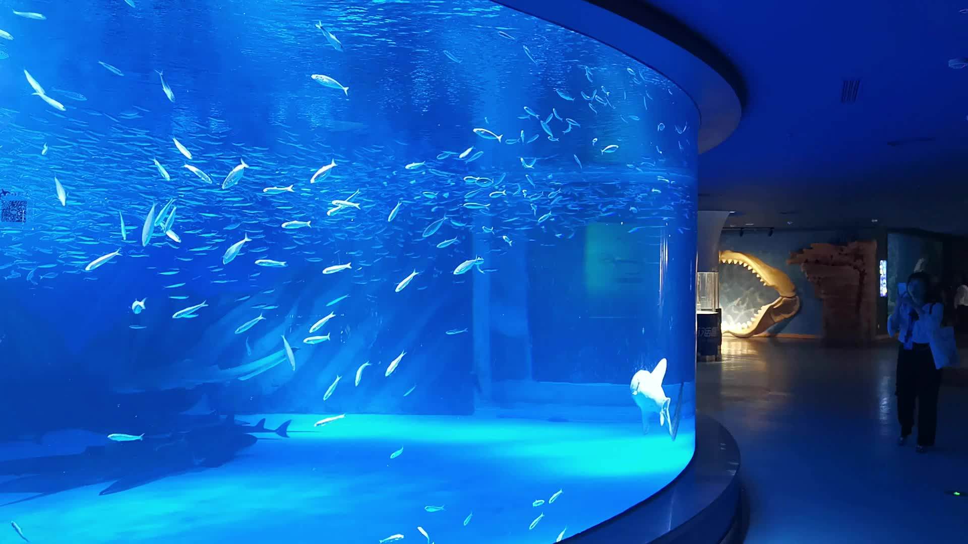 Hot Sell! Large Customized Transparent Acrylic Aquarium Tunnel Big