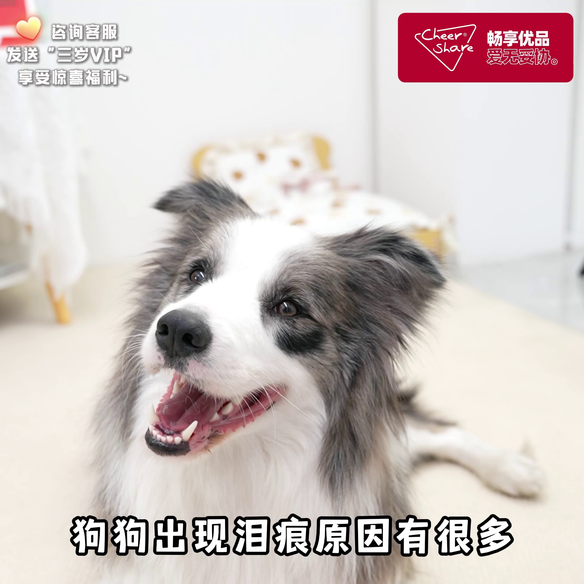 万寿菊成分对狗狗康健有比如什么影响。