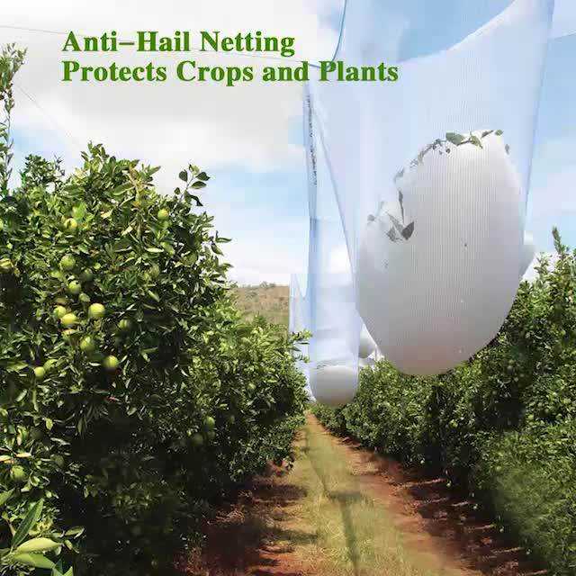 Uv Anti Hail Netting For Plants Protection,Anti Hail Cloth For Sale Buy Anti Hail Net,Plants