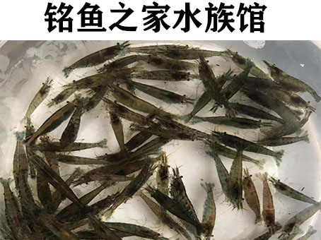 铭鱼之家水族馆