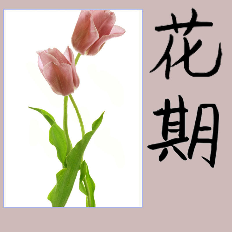 花落谁家手工花坊