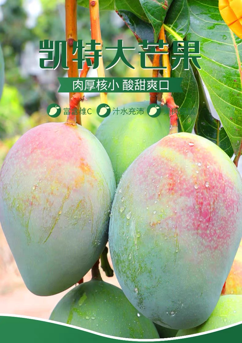 淘宝买菜 四川攀枝花特大凯特芒果大青芒 9斤 精品大果 400g以上 多重优惠折后￥18.51包邮