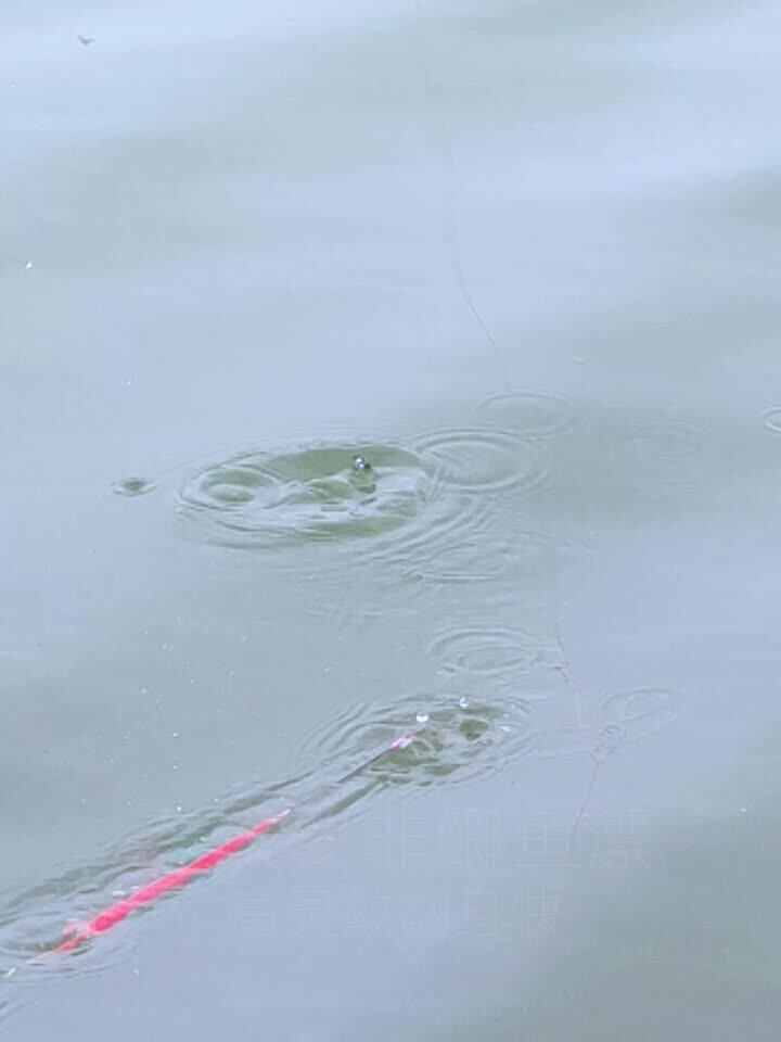 Fuyi Tilapia drift Black pit High sensitivity Crucian carp drift turn over fast short feet Slender body Wild fishing Luo Fei bottom fishing float l