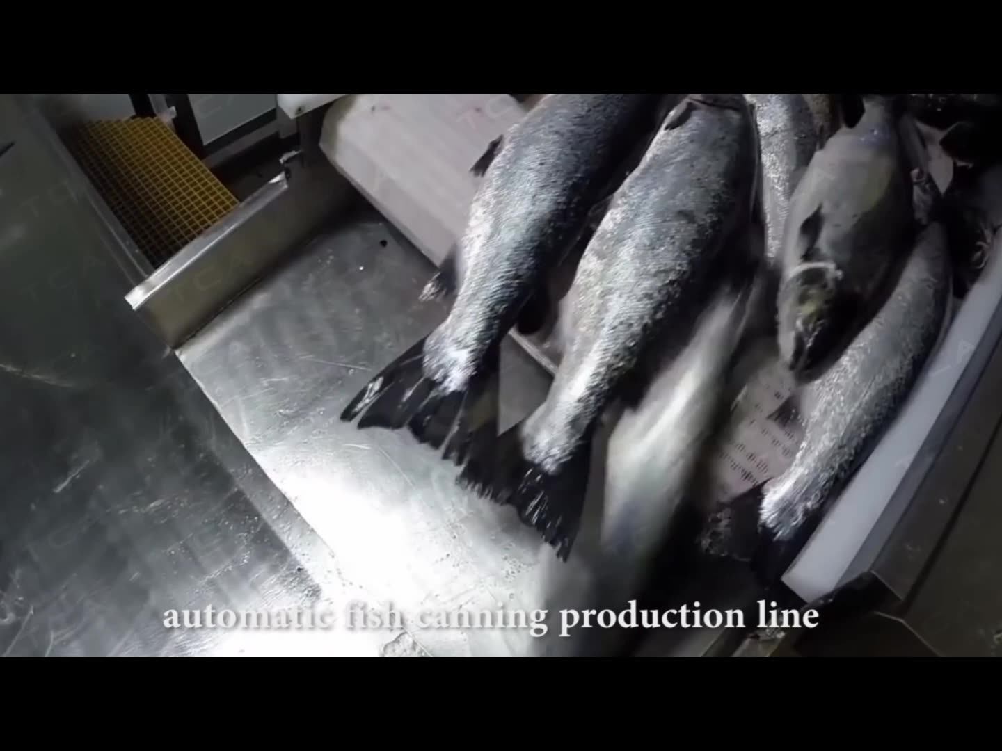 Aicn Automatic Canned Sea Fish Fillet Machine For Canned Fish Production Line Buy Sardine