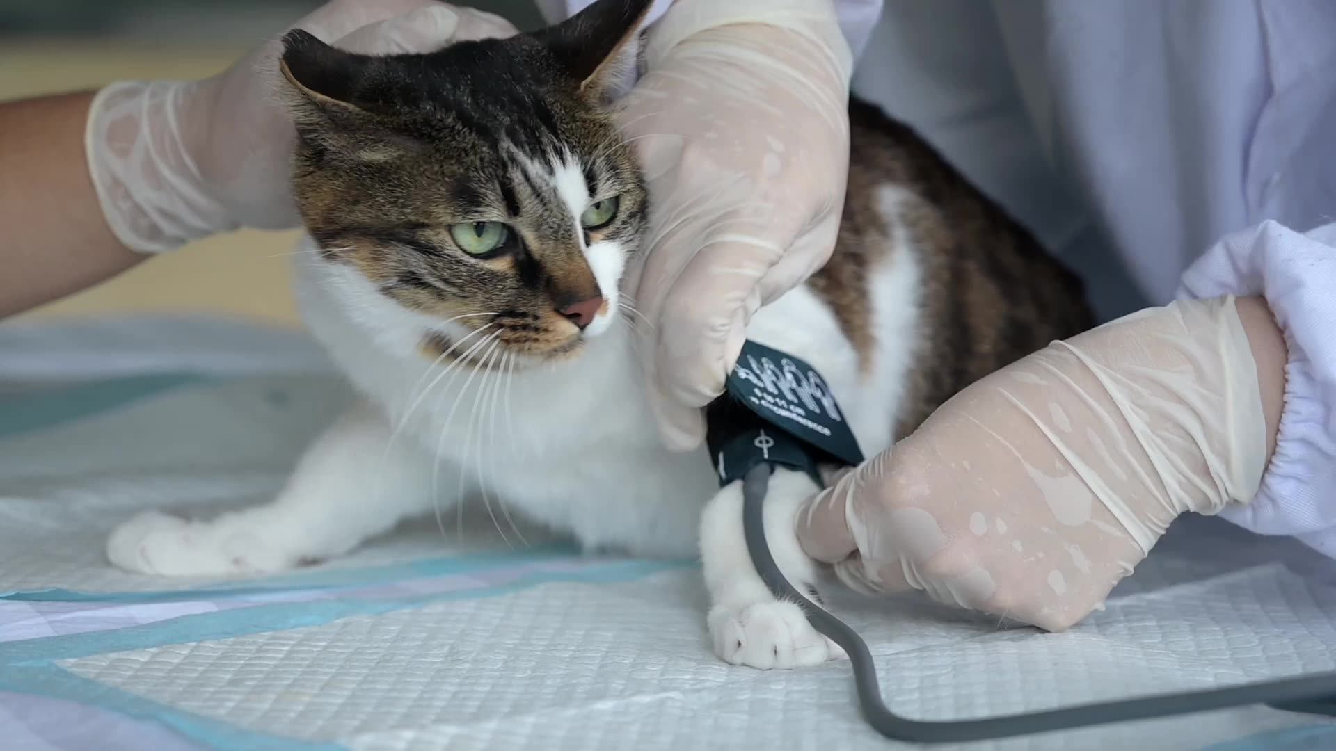 Cat blood pressure machine