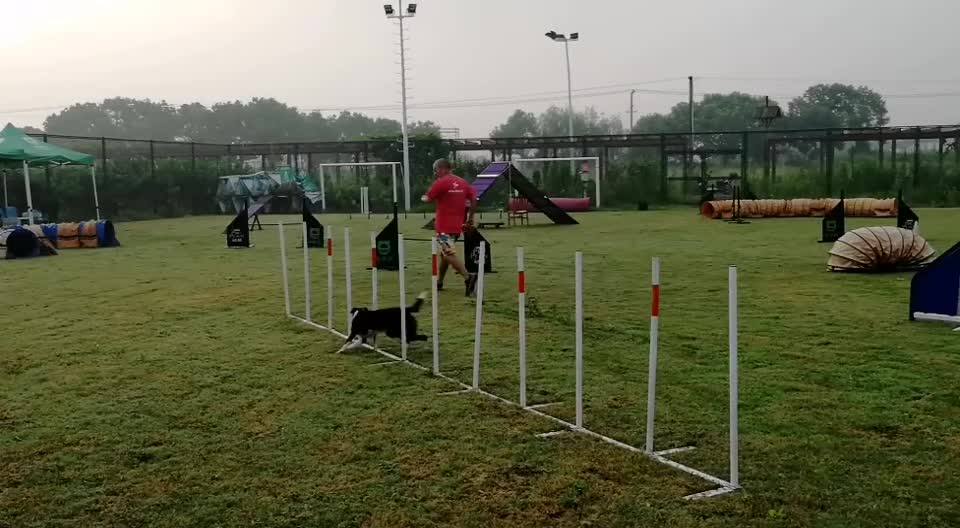 Fci Dog Agility Jump Set Dog Long Jump Buy Fci Dog Agility Jump Set