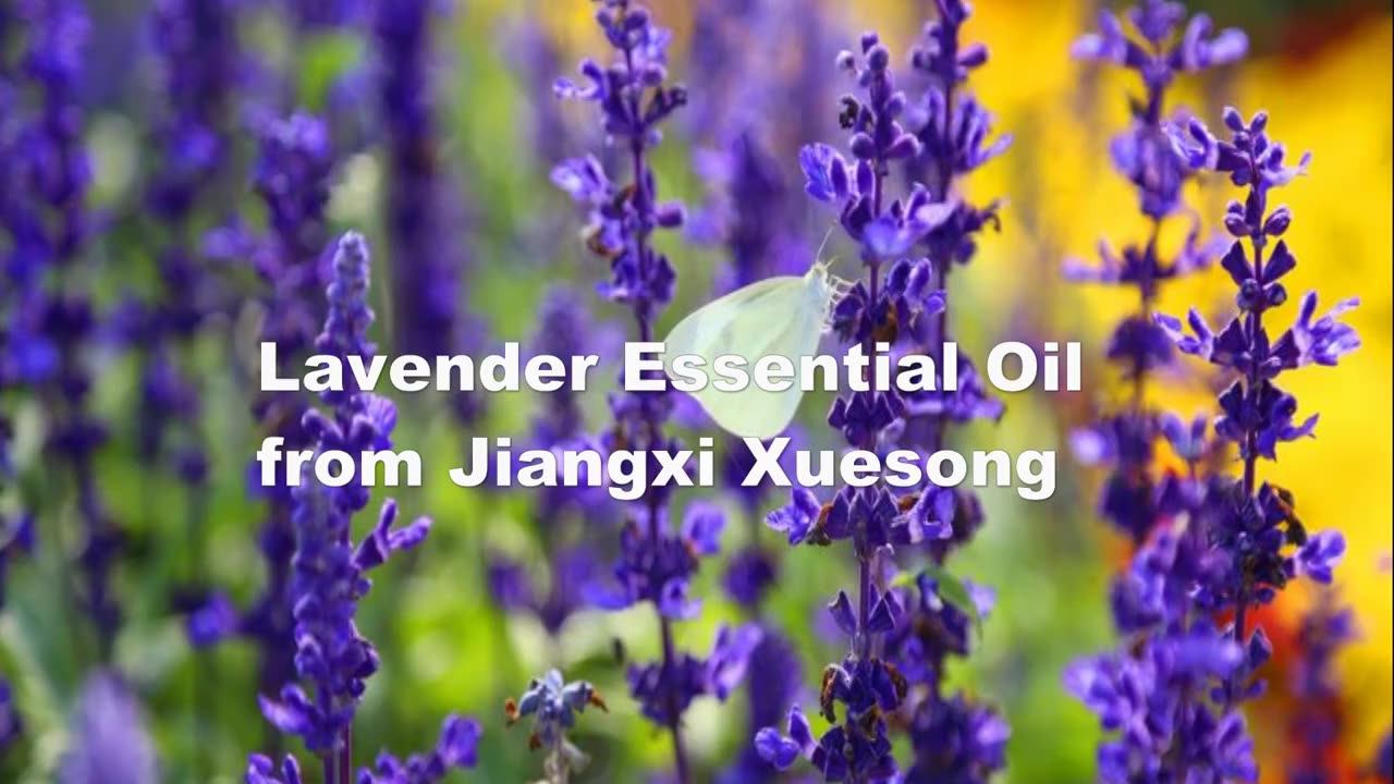 Best Seller Wholesale Lavender Essential Oil Fragrance Essential Oils