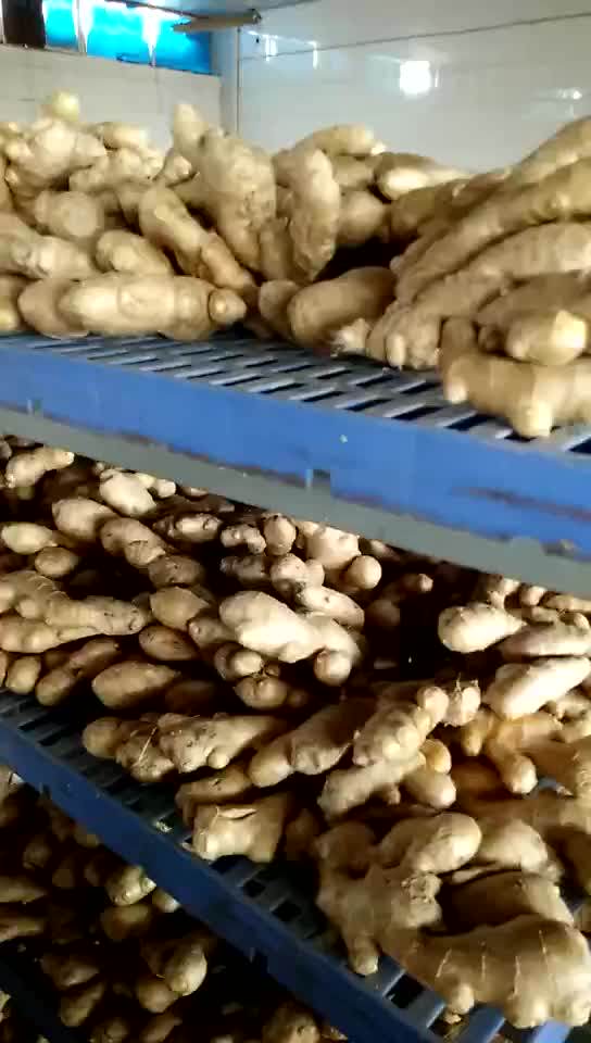 Price Of Fresh Ginger In Egypt Buy Price Of Fresh Ginger In Egypt