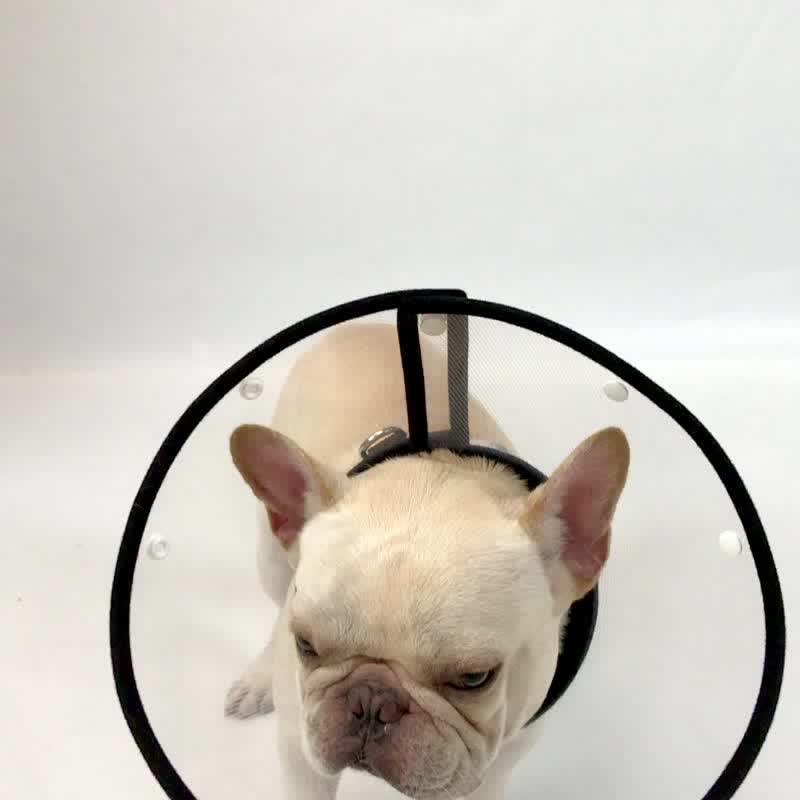Wholesale Elizabeth Collar Pet Head Protector Pet Collar Buy Pet