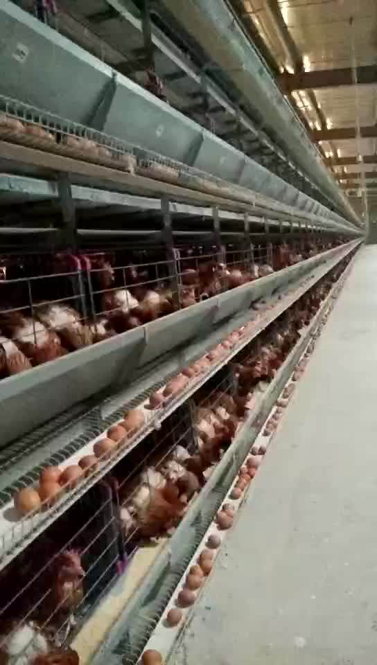 Galvanized Wire Mesh Egg Layer Cheap Chicken Coop For Uae Chicken Farm