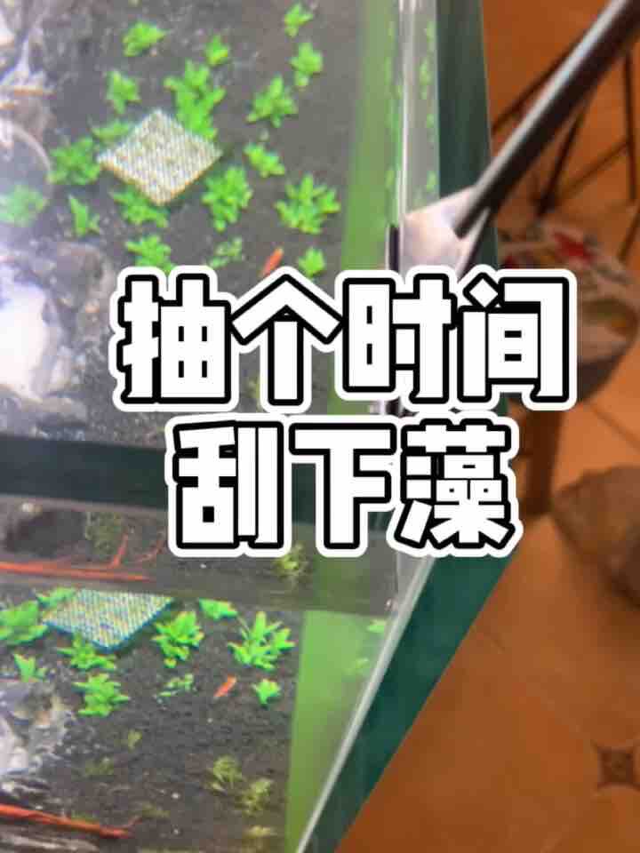 Fish tank cleaning knife Cylinder wall algae scraper No dead angle extended aluminum alloy algae scraper Mufan Mirror stainless steel algae remover