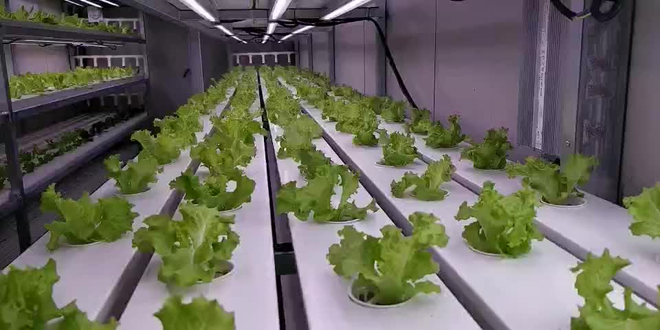 Aquaponic logo How to Grow Aquaponic Carrots