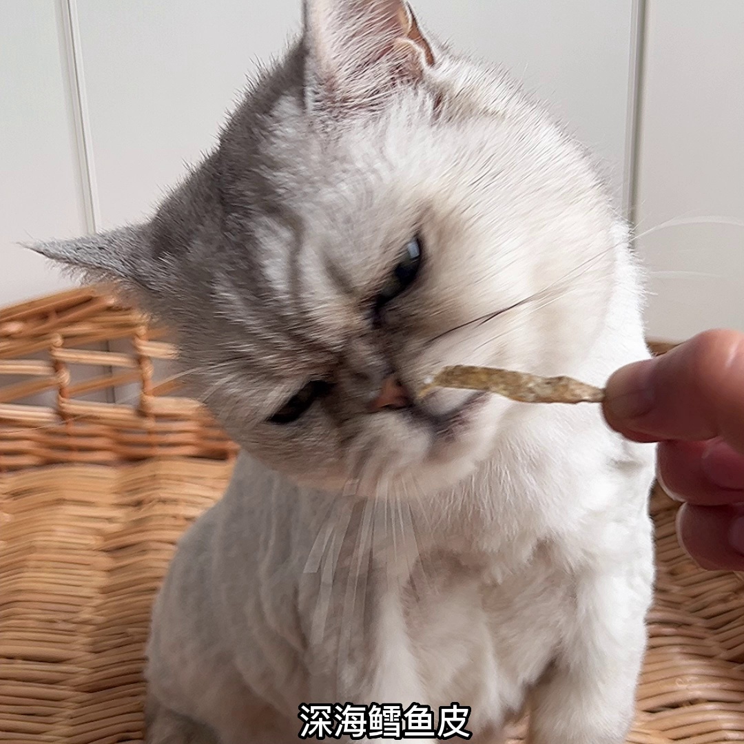 猫咪不爱刷牙诸譬如什么办？这个款零食真能解决洁齿烦恼。