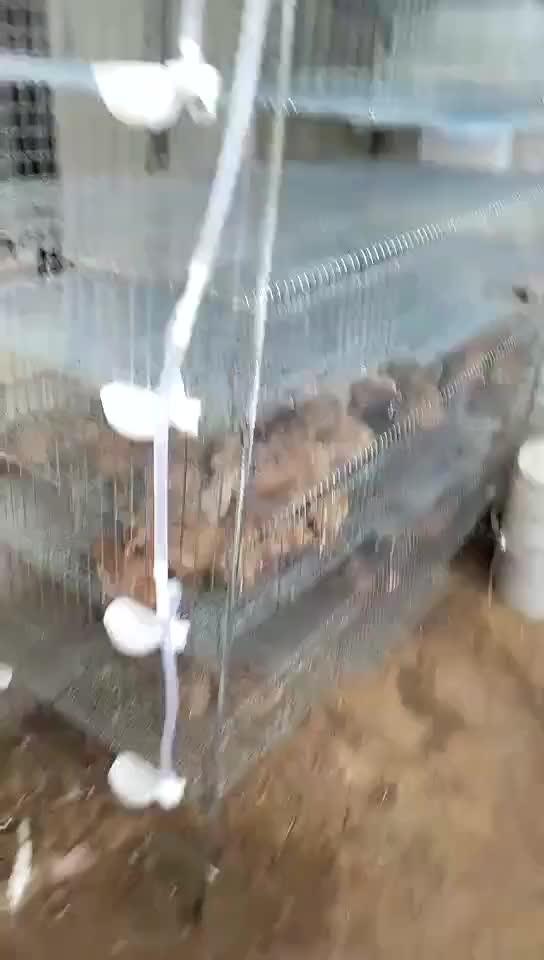 Wholesale Breeding Cage Quail Cages Great Quality Chicken Cages For